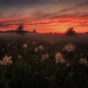 《三颗熟樱桃》
